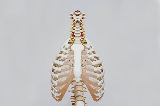 a skeleton with only the rib cage